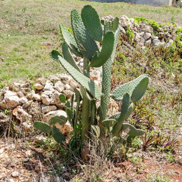 Opuntia cacanapa Ellisiana - Cactus raquette