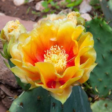 Opuntia dulcis - Cactus raquette