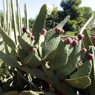 Opuntia engelmannii var. linguiformis - Oponce