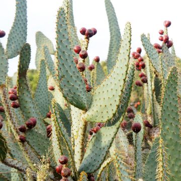 Opuntia engelmannii Linguiformis - Oponce