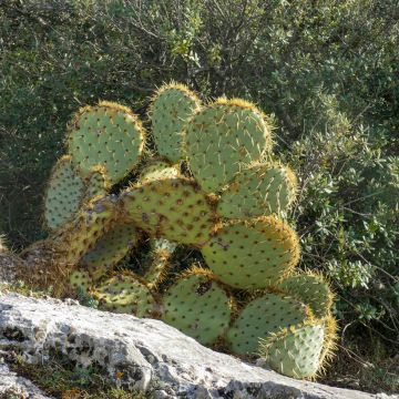 Opuntia engelmannii var. rastrera - Oponce