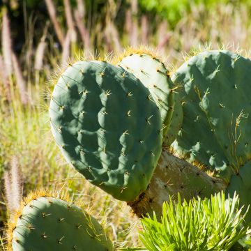 Opuntia phaeacantha Mojavensis - Oponce