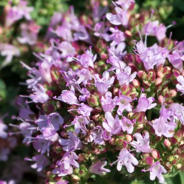 Origan - Origanum vulgare Compactum BIO - Minimotte