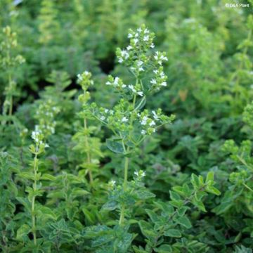 Origan vert ou grec - Origanum heracleoticum (vulgare subsp. hirtum)