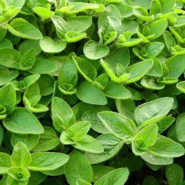 Marjolaine pizza - Origanum majorana