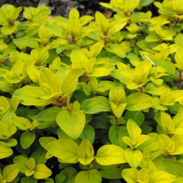 Origan doré Norton Gold - Origanum vulgare