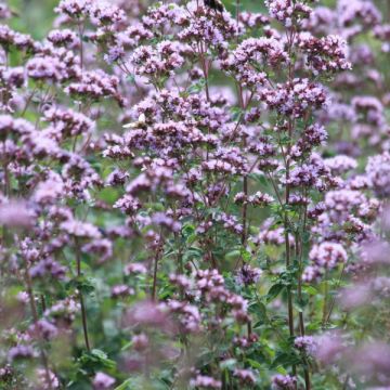 Origan commun ou Marjolaine - Origanum vulgare Compactum