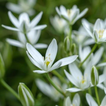 Ornithogale umbellatum - Dame d'onze heures