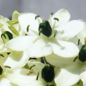 Ornithogalum arabicum - Étoile de Bethléem