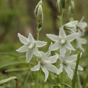 Ornithogalum nutans - Ornithogale penché