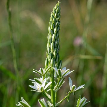 Ornithogale umbellatum - Dame d'onze heures