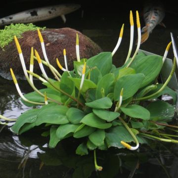 Orontium aquaticum - oronce - plante bougie