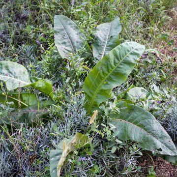 Oseille-Epinard - Patience - Rumex patientia
