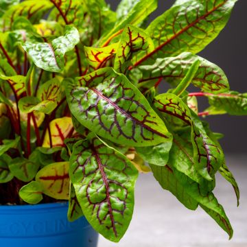 Oseille sanguine Blood Veined - Rumex sanguinea