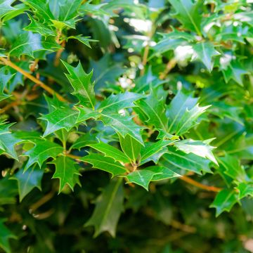 Osmanthus heterophyllus Purpureus