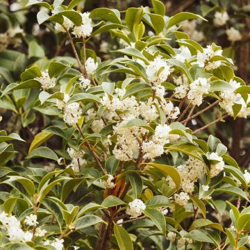 Osmanthus heterophyllus Purpureus
