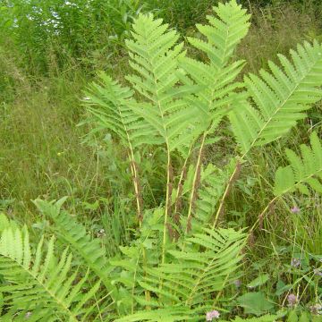 Osmonde de Clayton - Osmunda claytoniana