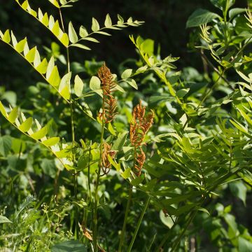 Osmunda japonica - Fougère