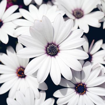 Osteospermum Cape Daisy White