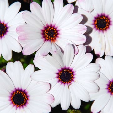 Osteospermum Dalina Inez Imp.