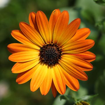 Osteospermum Dalina Red Dark