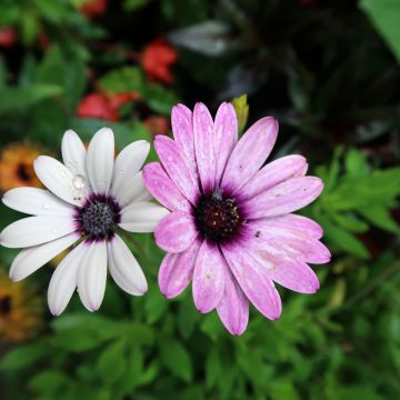 Osteospermum Dalina Red Dark