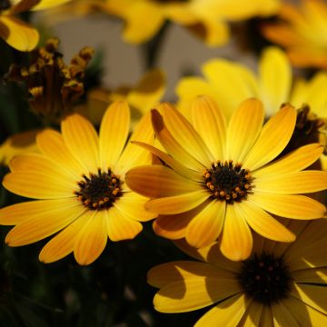 Osteospermum Dalina Red Dark