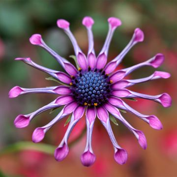 Osteospermum Flower Power Spider Pink