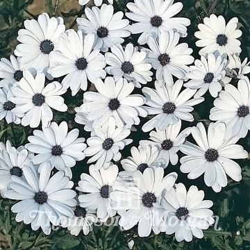 Graines d'Osteospermum Glistening White - Marguerite du Cap