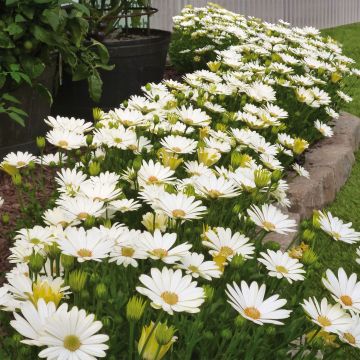 Osteospermum Voltage White - Souci pluvial