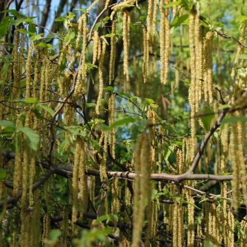 Charme houblon - Ostrya carpinifolia