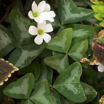 Oxalis triangularis, le trèfle pourpre - Pokked