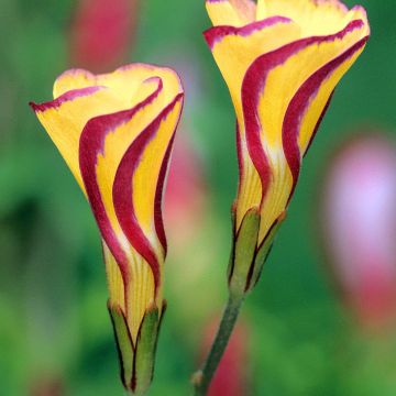 Oxalis versicolor Golden Cape