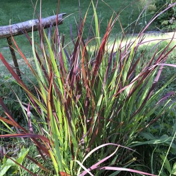 Panic érigé - Panicum virgatum Oxblood Autumn