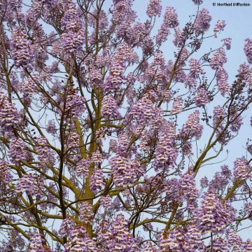 Paulownia fortunei Fast Blue