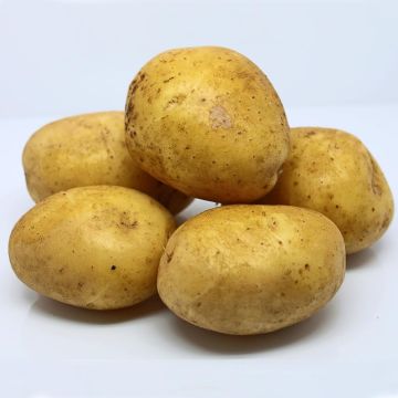 Pommes de terre Agria en plants 1Kg - Solanum tuberosum