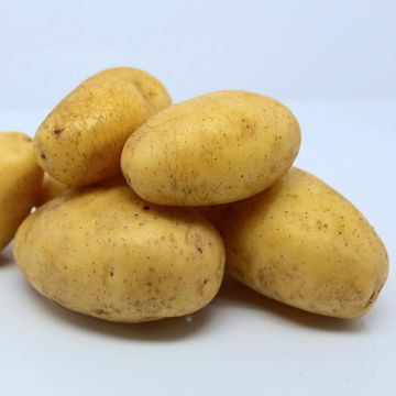 Pommes de terre Ditta Bio en plants - Solanum tuberosum