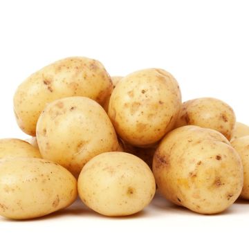 Pomme de terre Penni - Solanum tuberosum