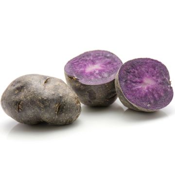 Pommes de terre Ulysse Bio en plants - Solanum Tuberosum