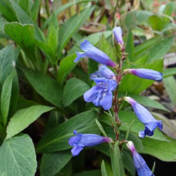 Penstemon heterophyllus Blue Spring - Galane