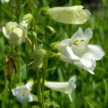 Penstemon Pensham Czar - Galane