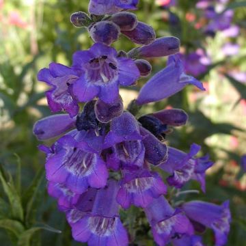 Penstemon hybride Russian River