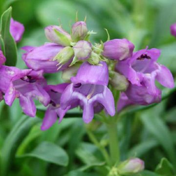 Penstemon virgatus Blue Buckle - Galane