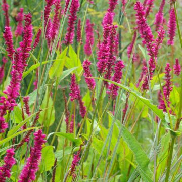 Renouée - Persicaria amplexicaulis Black Dreams