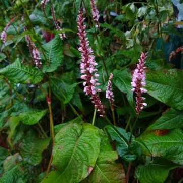 Renouée - Persicaria amplexicaulis Black Dreams