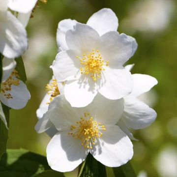 Seringat - Philadelphus Silberregen