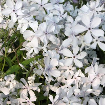 Phlox divaricata Clouds of Perfume - Phlox bleu