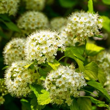 Physocarpus opulifolius Luteus - Physocarpe