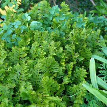 Polypodium Whitley Giant - Fougère, Polypode