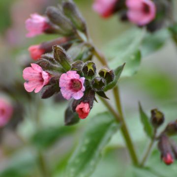 Pulmonaire British Sterling - Pulmonaria saccharata British Sterling